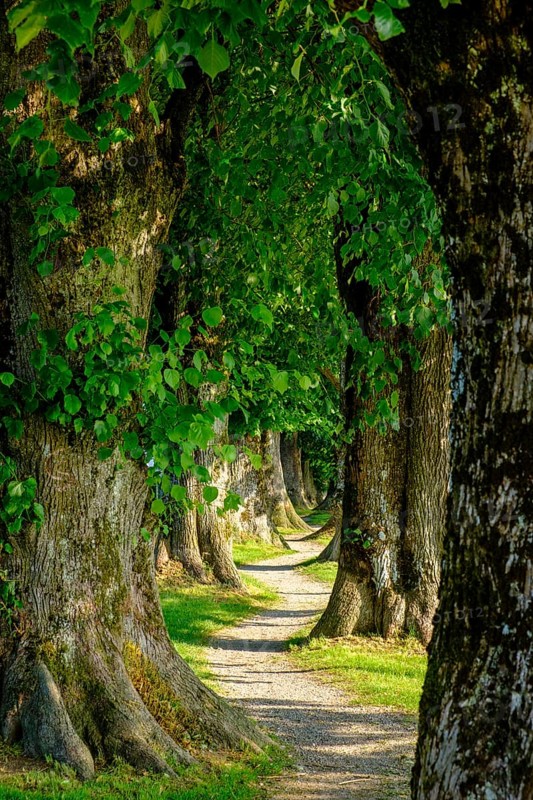 Allee