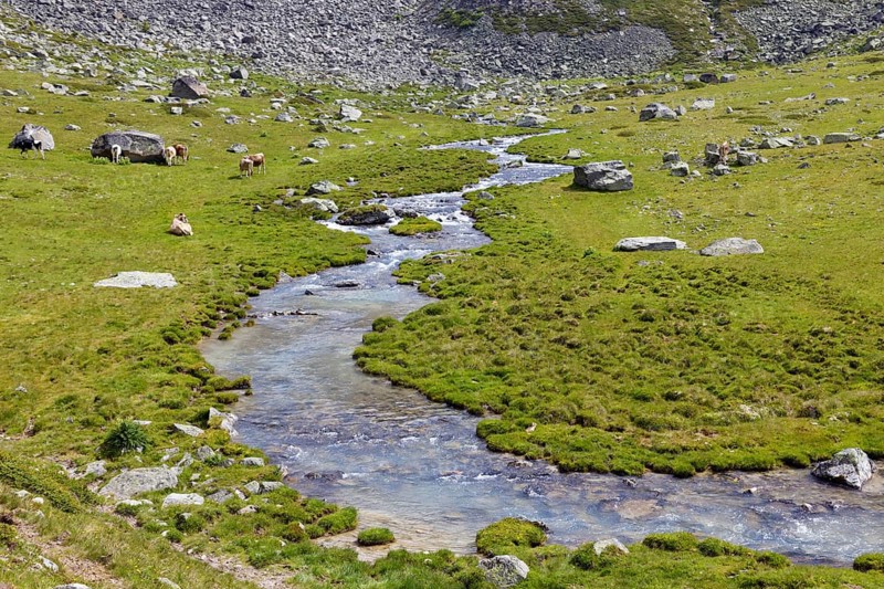 Ascent to the Duesseldorfer Huette via alpine pasture with mountain stream