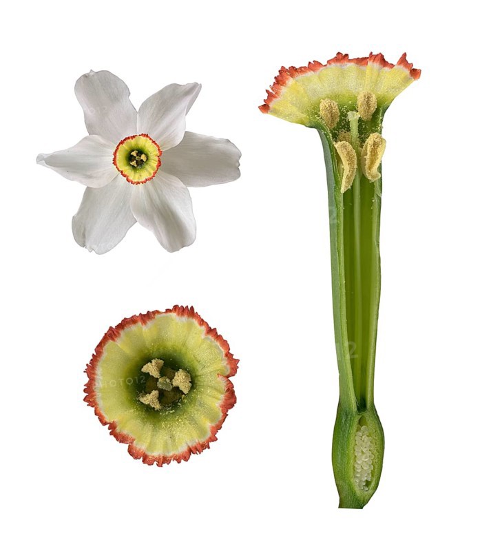 Poet's Daffodil (Narcissus poeticus)
