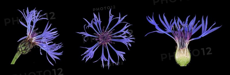 Perennial cornflower (Cyanus montanus)