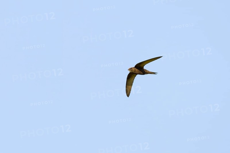 Common Swift (Apus apus)