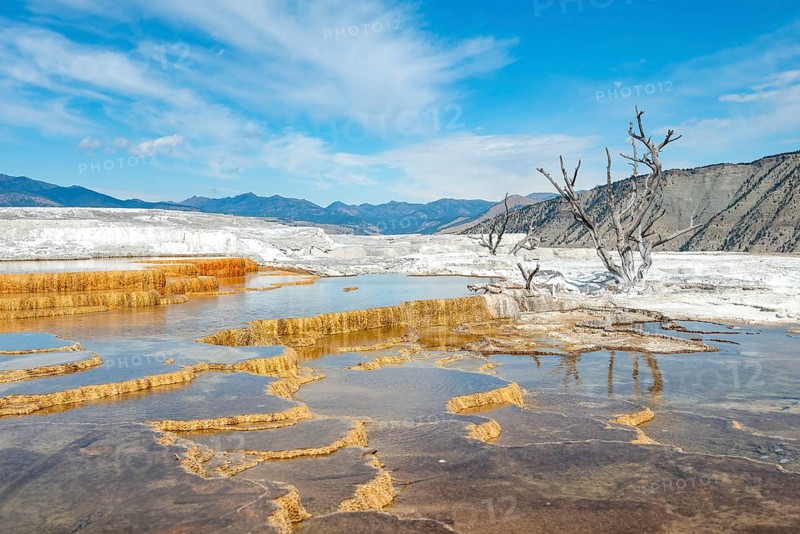 Dead trees on sinter terraces