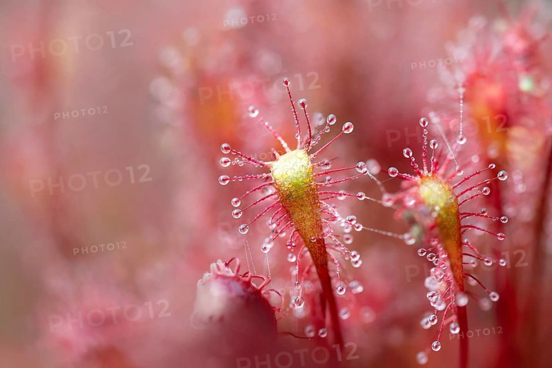 English sundew (Drosera anglica) (Syn.: Drosera longifolia)