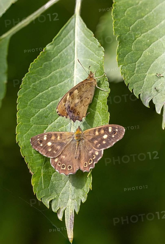 Speckled wood (Pararge aegeria) on elderberry