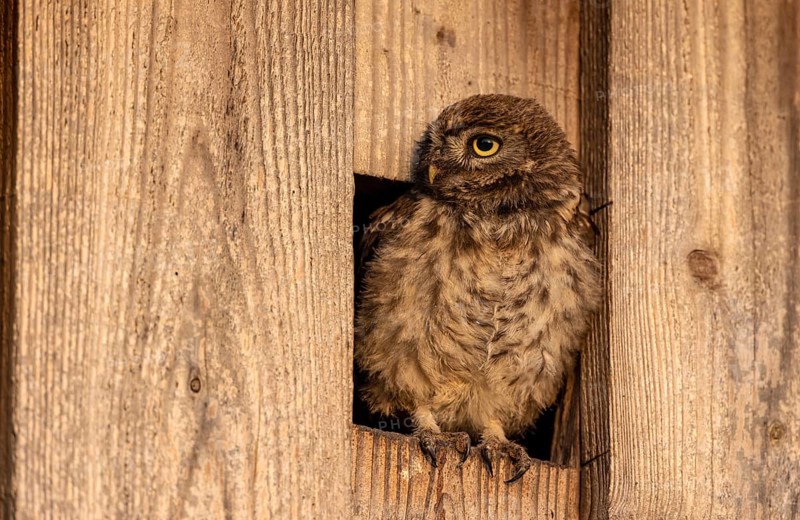 Little owl (Athene noctua)