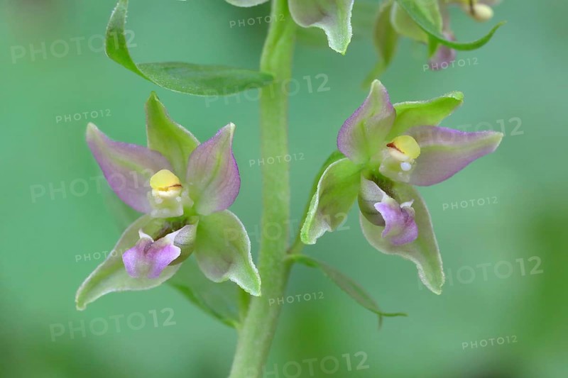 Broad-leaved marsh orchid (Epipactis helleborine) Flowers of an orchid
