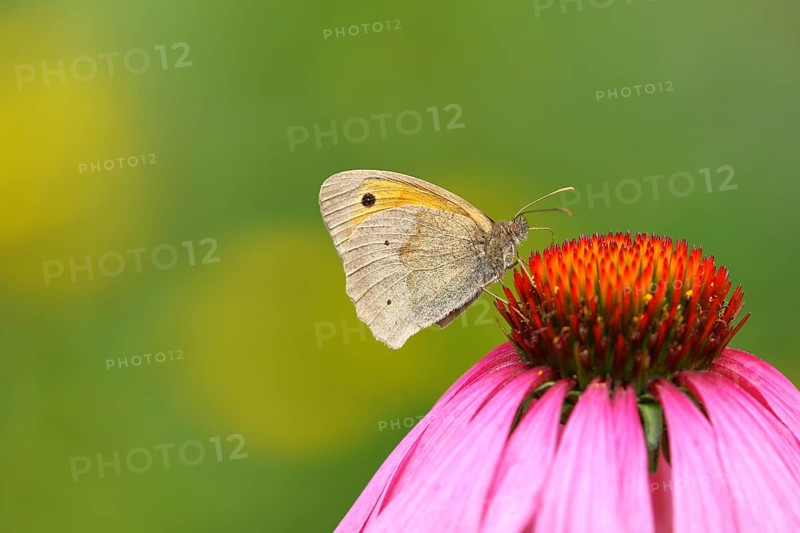 Meadow Brown (Maniola jurtina) on Purple Cone flower (Echinacea purpurea)