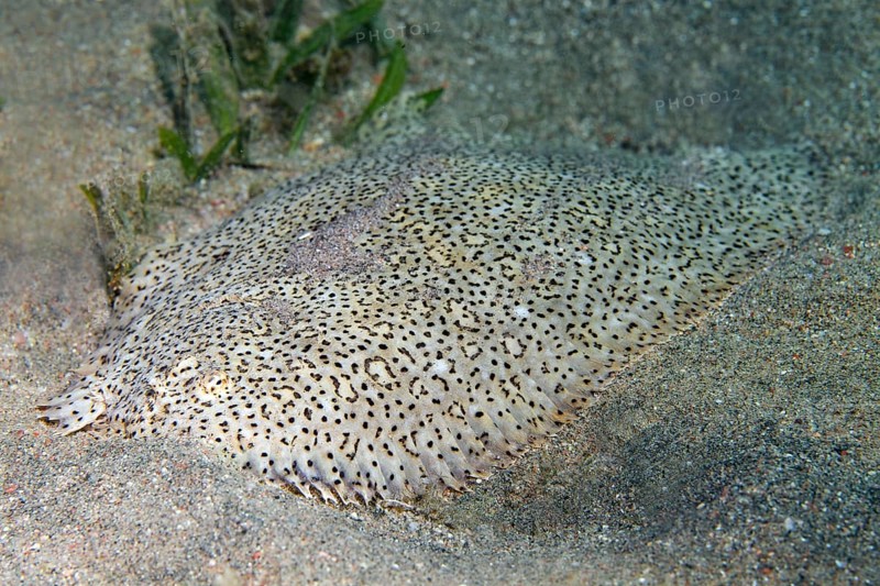 Finless sole (Pardachirus marmoratus) lies in the Sand Gund