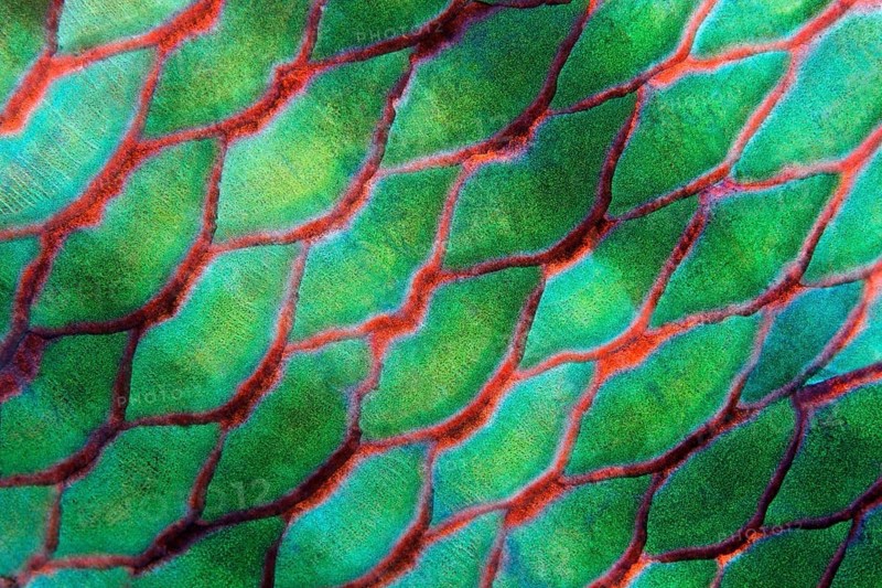 Scales of Parrotfish (Scaridae)