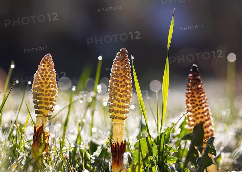 Grass blades with dewdrops and Field horsetail (Equisetum arvense)