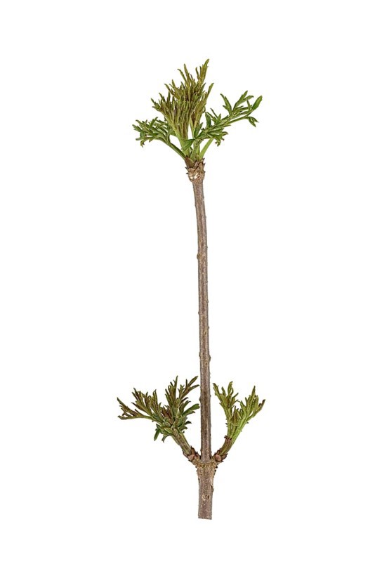 Elder (Sambucus nigra)