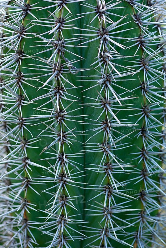 Mexican giant cardon (Pachycereus pringlei)