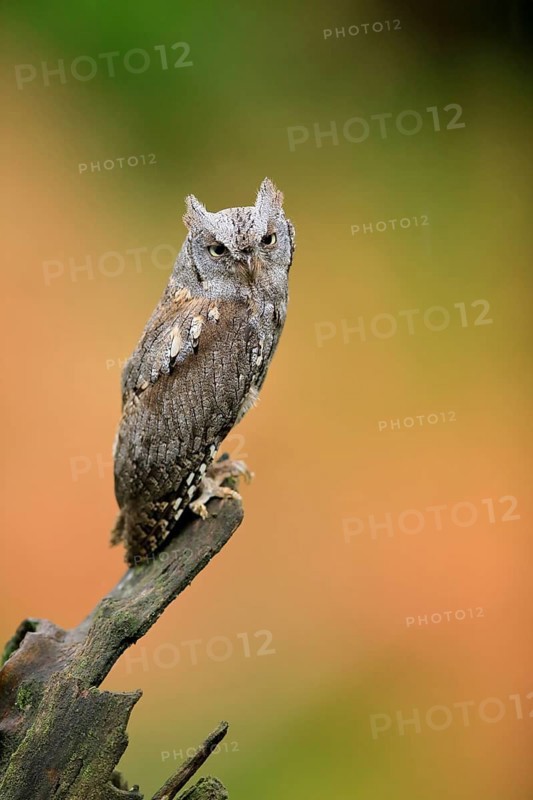 European scops owl (Otus scops)