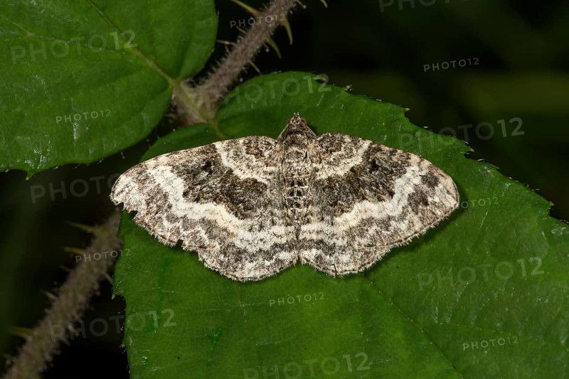 Common carpet (Epirrhoe alternata) on a leaf