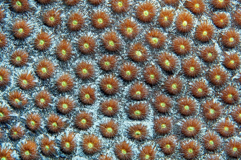 Close-up of polyps of great star coral (Montastrea cavernosa)
