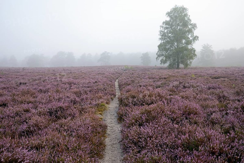 Heathland