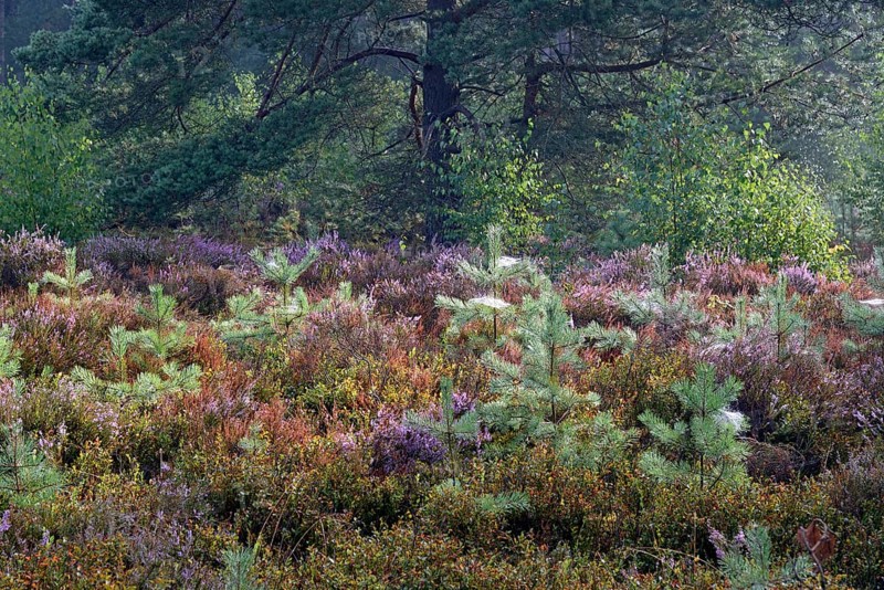 Heathland