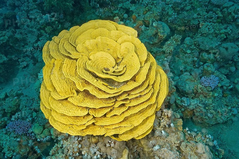 Pagoda coral (Turbinaria mesenterina)