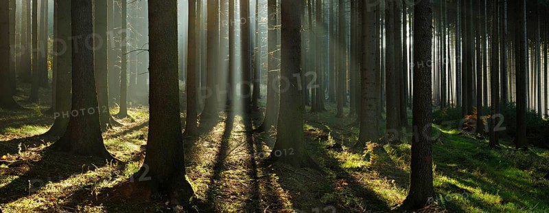 Light-flooded spruce forest with fog in autumn