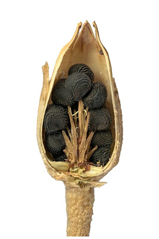 Common corncockle (Agrostemma githago)