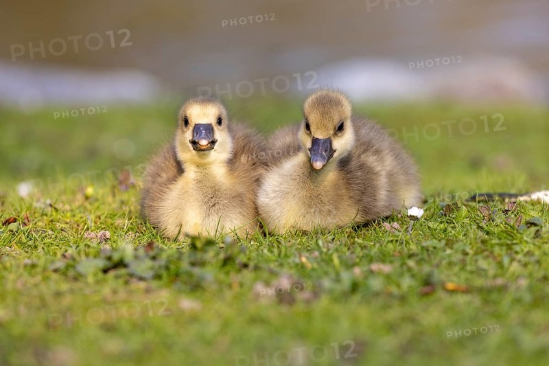 Young Greylag geese (Anser anser) cuddle up to each other