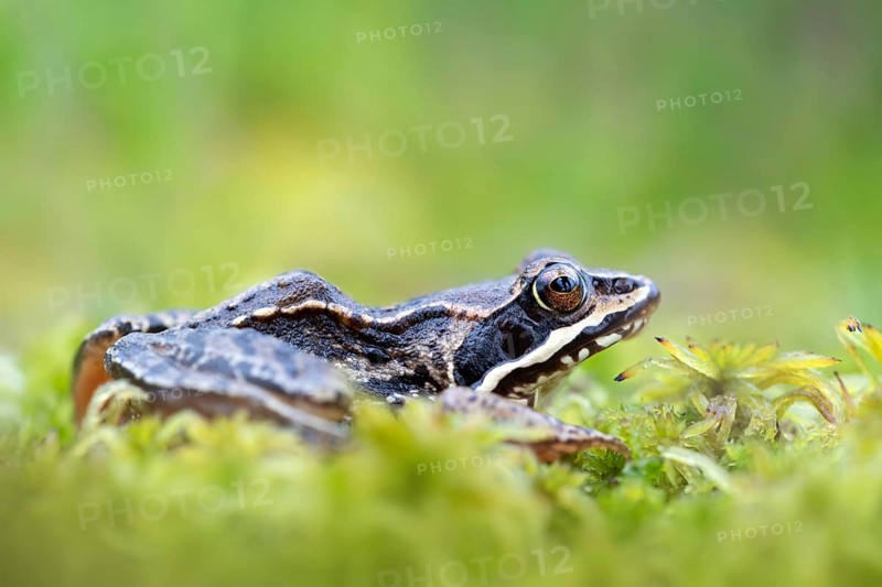 Moor frog (Rana arvalis)