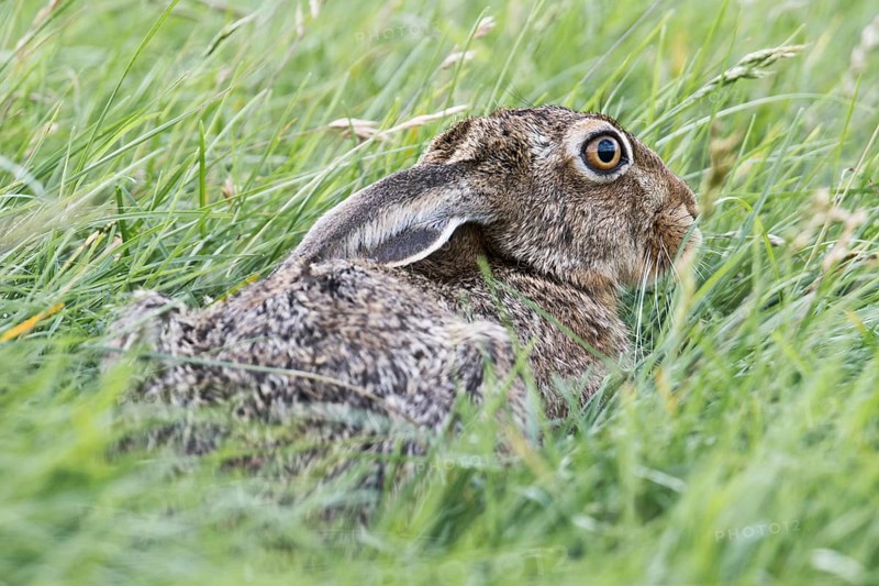 European hare (Lepus europaeus)