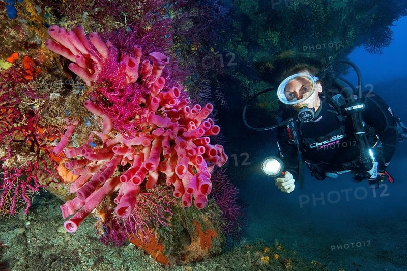 Diver looking at and illuminating Mediterranean cylindrical sponge (Haliclona mediterranea)