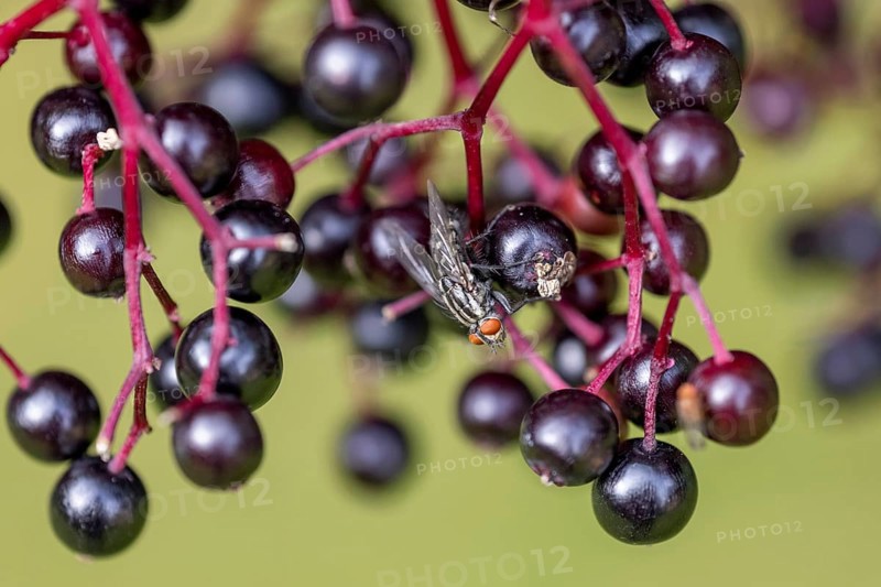 Blow fly (Calliphoridae) on elderberry