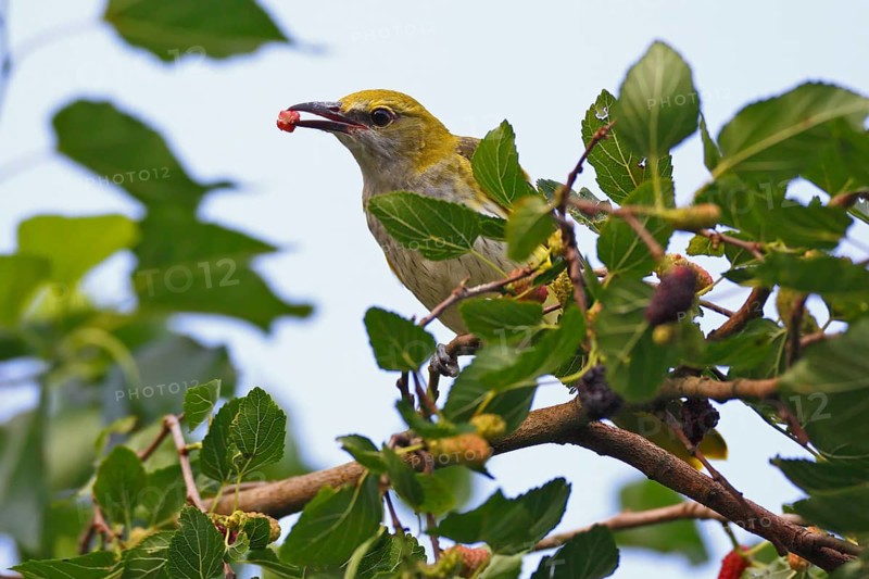 Young cock of the Eurasian Golden Oriole (Oriolus oriolus) foraging in a tree of the black Black mulberry (Morus nigra)