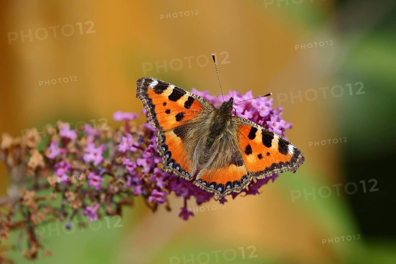 Small tortoiseshell (Aglais urticae)