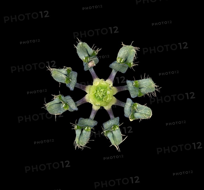 Love in a mist (Nigella damascena)