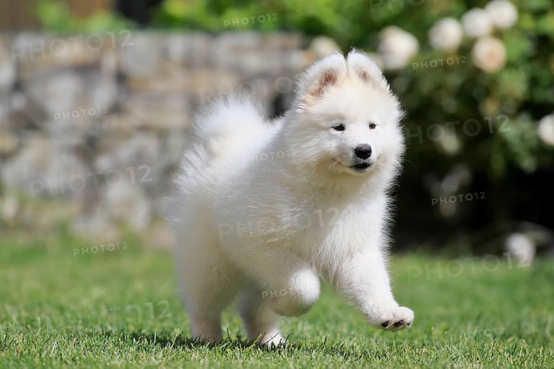 Samoyed Domestic dog (Canis lupus familiaris)