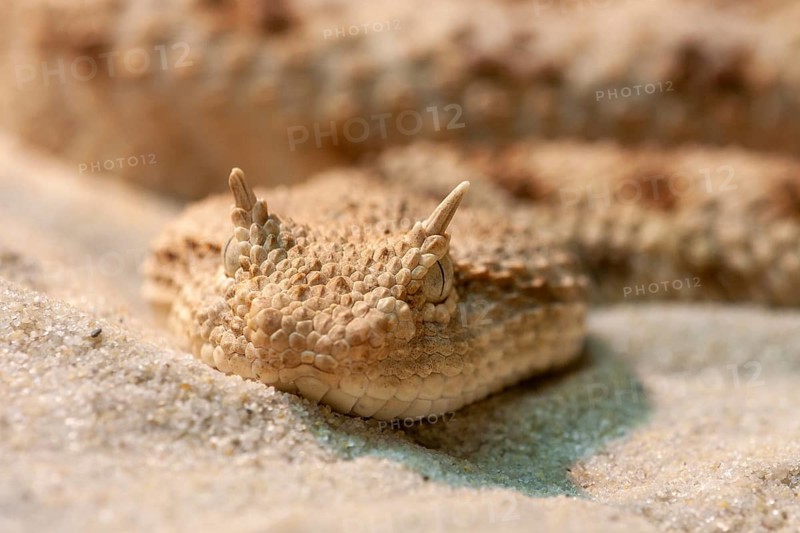 Saharan horned viper (Cerastes cerastes)