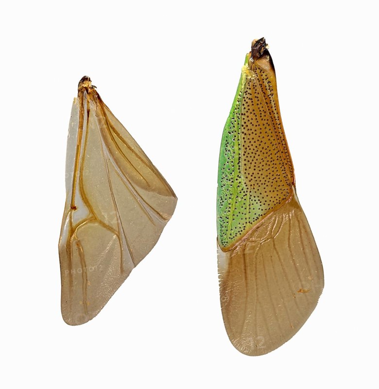 Hawthorn shield bug (Acanthosoma haemorrhoidale)
