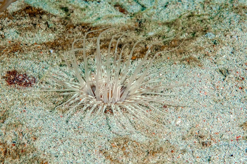 Tentacles of filigree cylinder rose come from the seabed (Cerianthus filiformis)