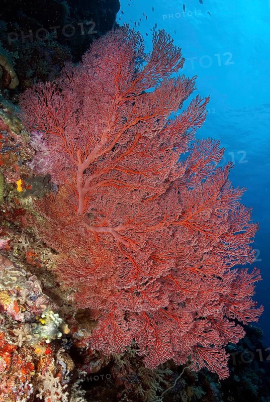 Knotted sea fan (Acabaria)