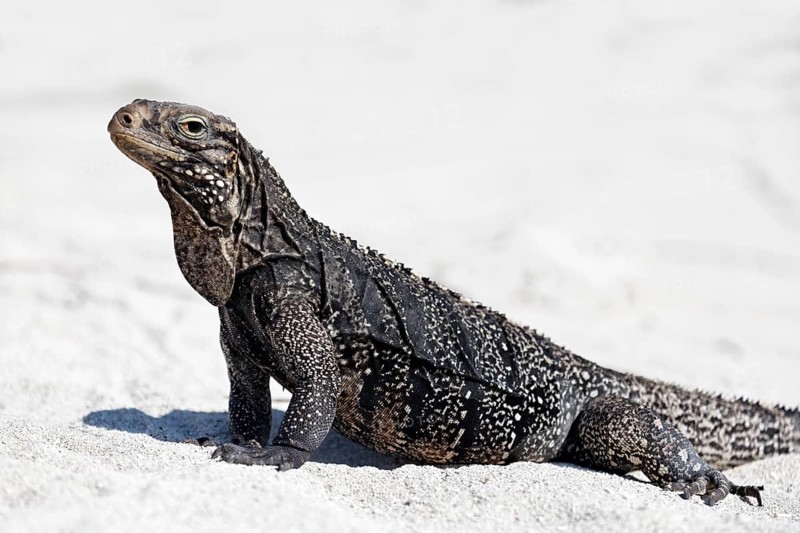 Green iguana (Iguana iguana) on the beach of Anclita