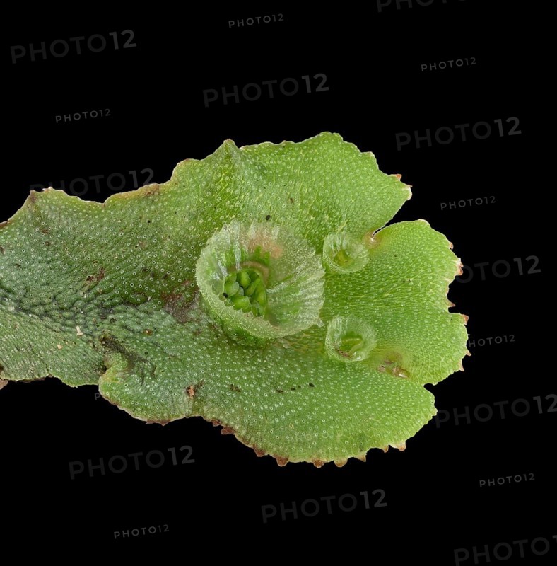 Common liverwort (Marchantia polymorpha)