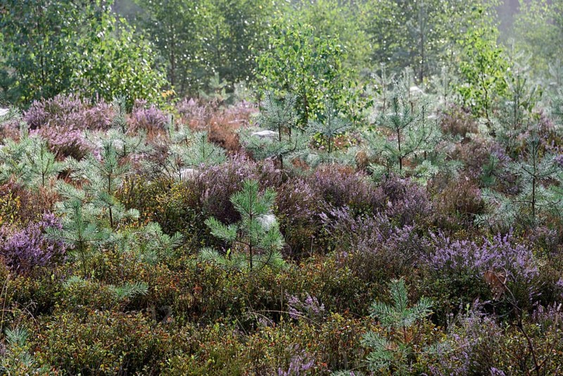 Heathland
