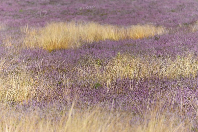 Heathland
