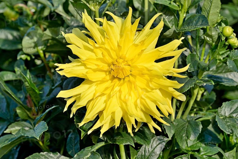Giant flowering decorative Dahlias (Dahlia)