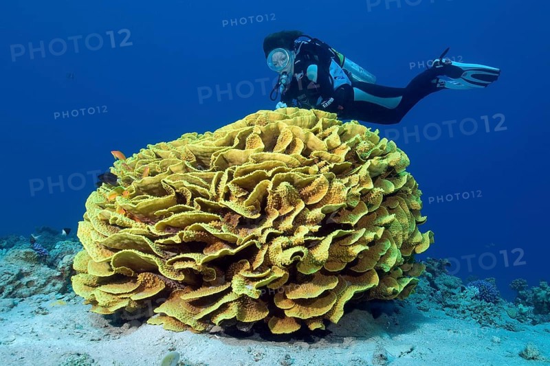 Yellow scroll coral (Turbinaria reniformis)