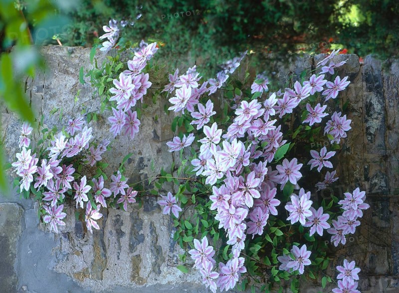 Clematis (Clematis) (Clematis montana) on wall