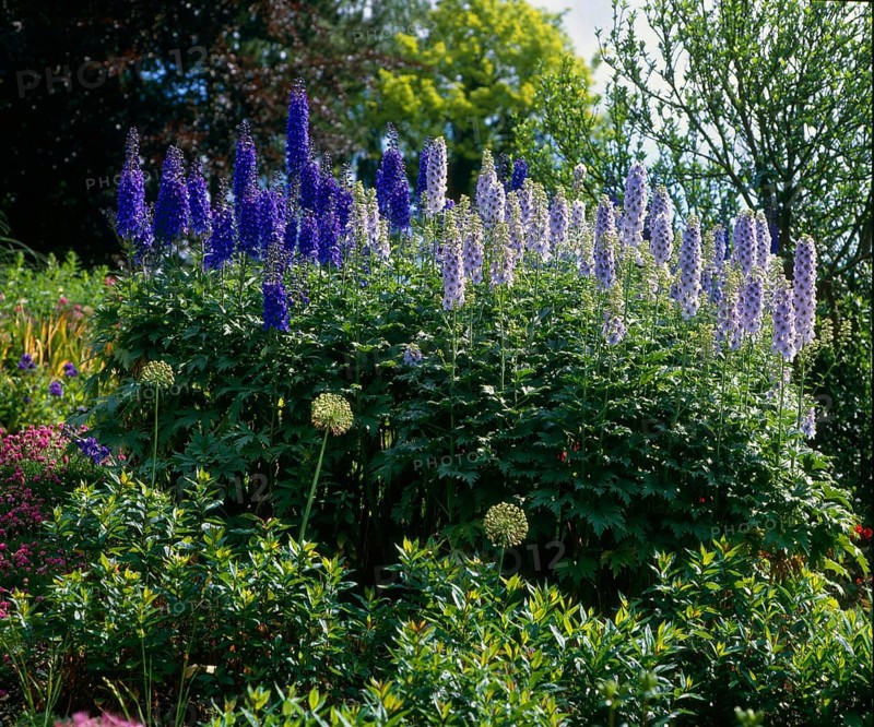 Delphinium (Delphinium hybride)