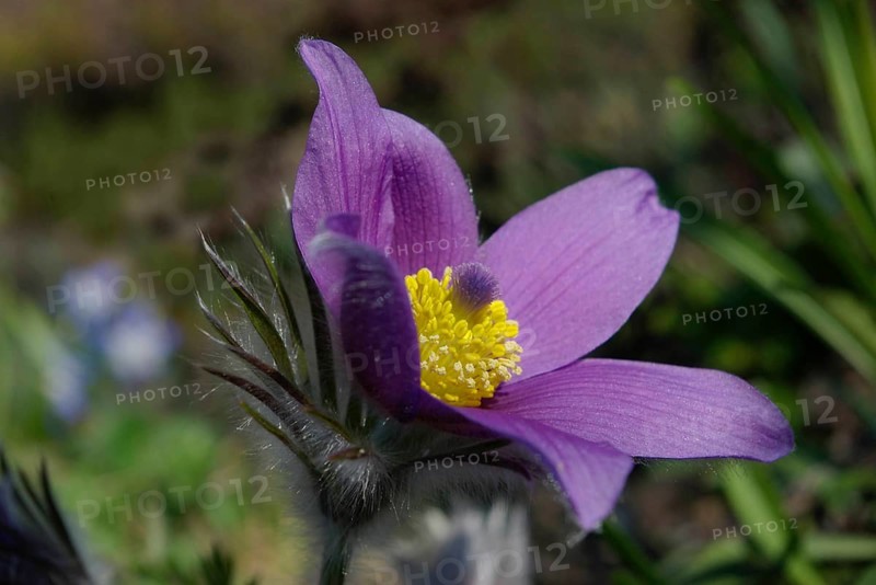 Common pasque flower (Pulsatilla vulgaris) purple