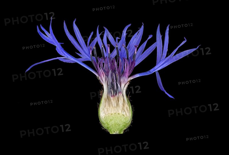 Mountain knapweed (Cyanus montanus)