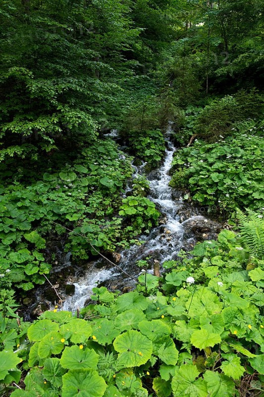 Mountain stream