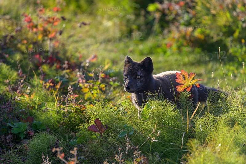Arctic fox (Vulpes lagopus) or ice fox