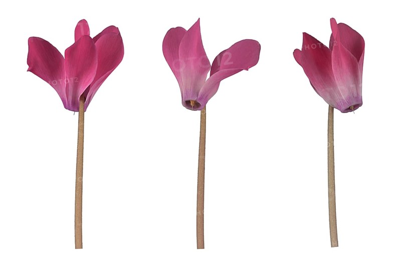 Room alpine violet (Cyclamen persicum hybrid) eastern Mediterranean